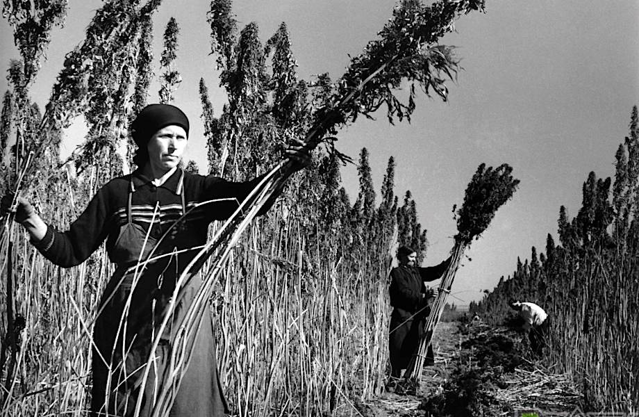 Как Российская империя и СССР получали сверхдоходы от производства конопли 