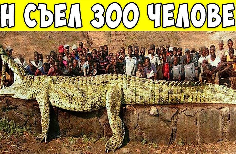 Видео: 8 самых опасных животных в истории