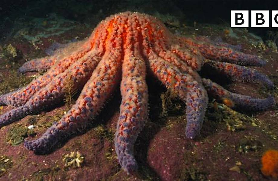 Тайна зомби — морские звезды начали массово гибнуть из-за давнего вируса