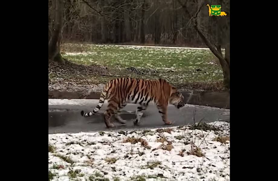 Видео: Молодая тигрица крайне неудачно прошлась по тонкому льду