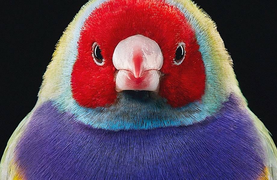 Необыкновенные портреты редких и исчезающих птиц от Тима Флэка 