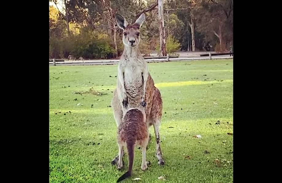 Видео: Малыш-кенгуру уже вырос, но все еще думает, что сможет влезть к маме в сумку Видео: Малыш-кенгуру уже вырос, но все еще думает, что сможет влезть к маме в сумку