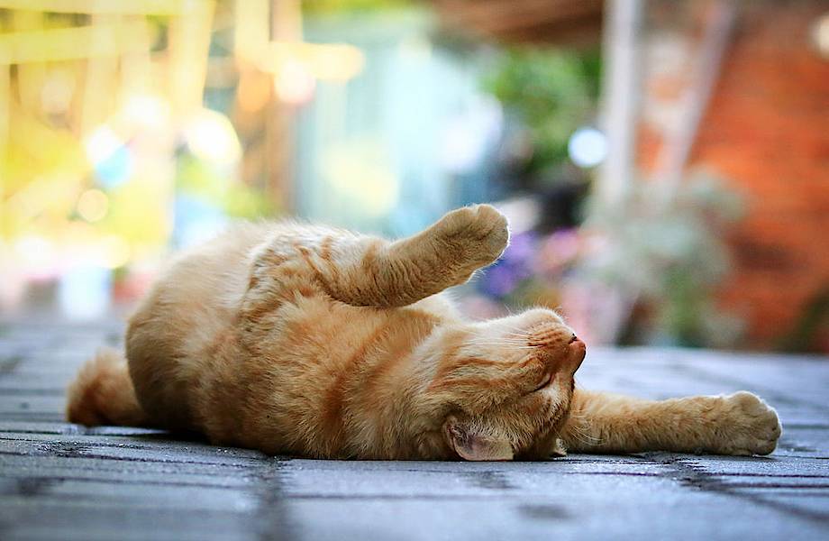 Кот настолько не любит гулять, что притворяется мертвым