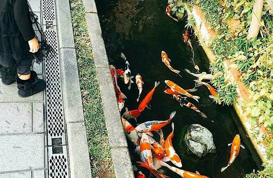 Японский город, в котором вода настолько чистая, что в водостоках живут карпы
