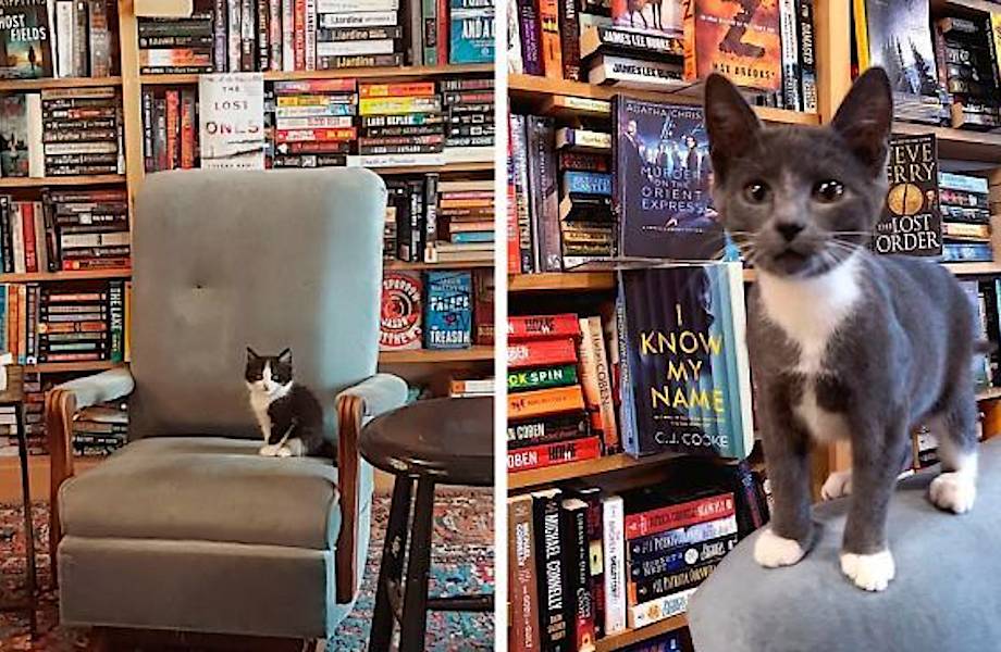 Уникальный книжный магазин в Канаде, где живут коты, которых можно забрать домой