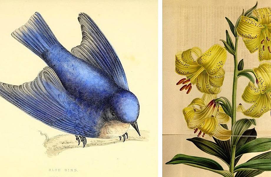 Самые захватывающие иллюстрации флоры и фауны от Biodiversity Heritage Library