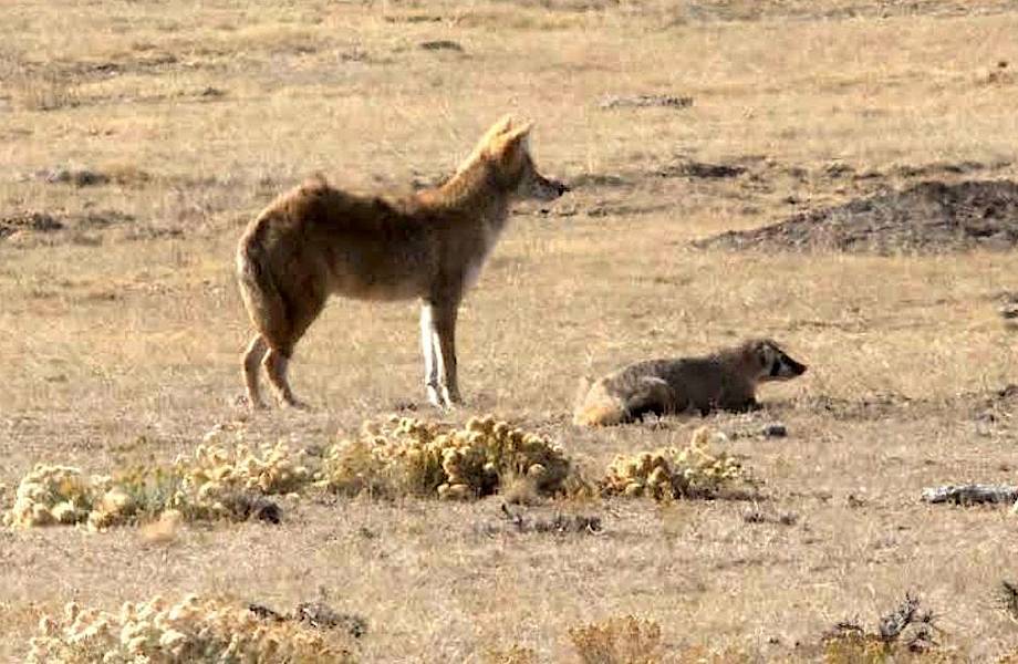 Койот и барсук создают причудливый тандем, чтобы помочь другу другу охотиться 