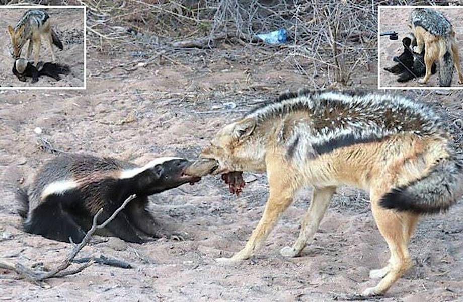 Шакал попытался отнять добычу у медоеда, но пожалел об этом