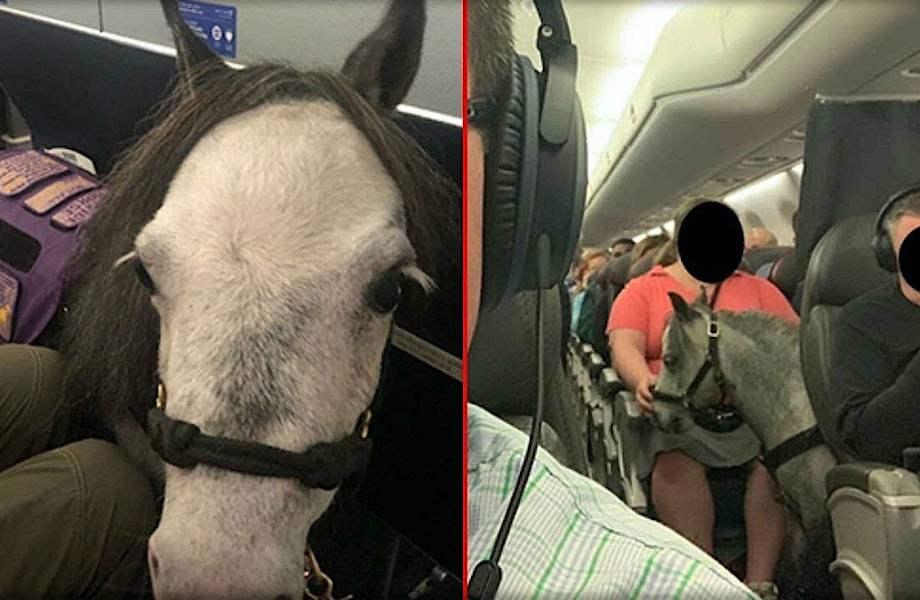 Видео: Что будет, если в самолет провести лошадь