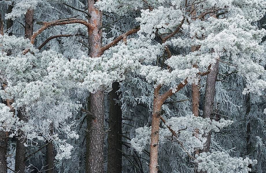 Зимняя сказка: фантастические фото заснеженных лесов 