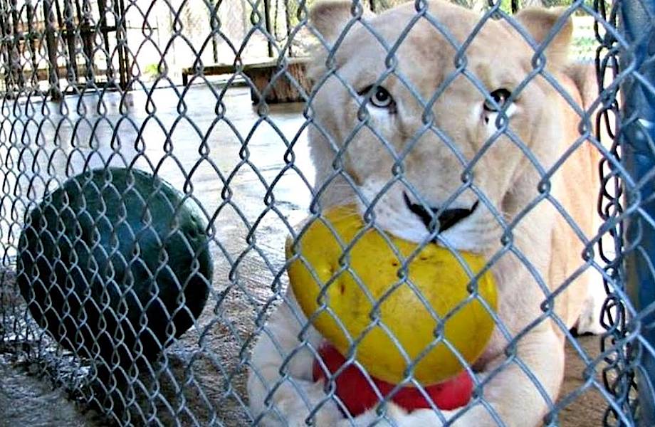 У умирающей и грустной львицы жизнь пошла на лад, как только она увидела нового соседа