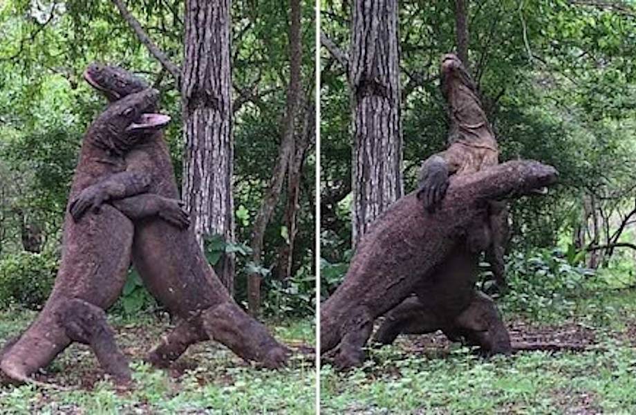 Как комодские драконы проводят ритуальные бои за самку