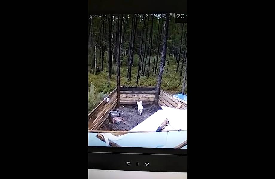 Люди не могли понять, почему их поросенок не набирает вес, пока не поставили камеру