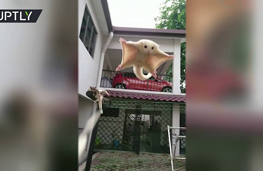 Видео: Сахарные сумчатые летяги во время полета приземляются прямо на руку человека