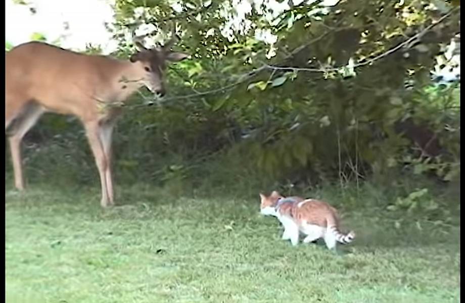 Видео: Кот и олень впервые в жизни увидели друг друга