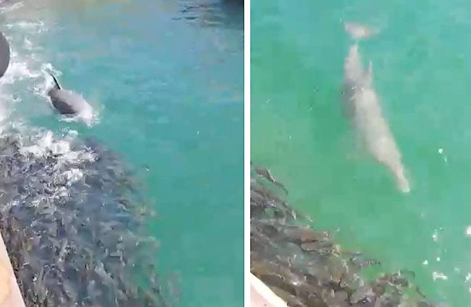Видео: Дельфины буквально прижали к стенке большой косяк рыб
