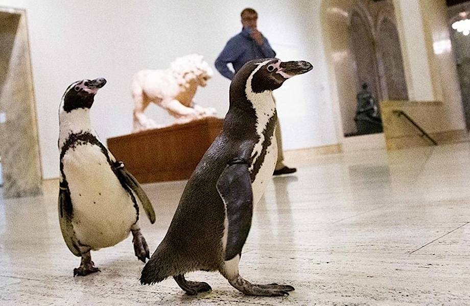 Пингвины из канзасского зоопарка отправились на экскурсию в художественный музей