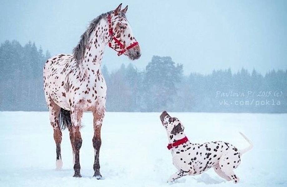 16 поразительных фото животных разных видов, которые выглядят так, будто они близнецы
