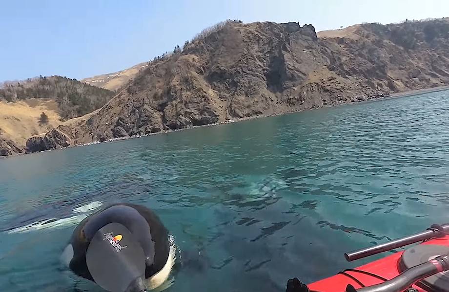 Видео: На Сахалине любопытные косатки пообщались с каякерами