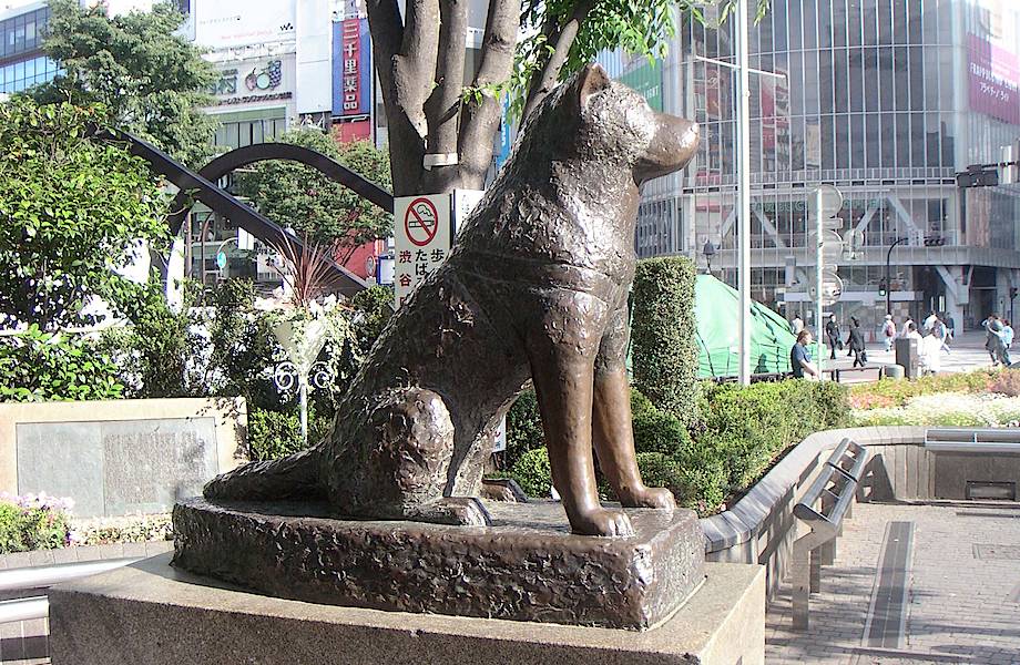 Пес три месяца просидел у больницы в Ухане в ожидании умершего хозяина Пес три месяца просидел у больницы в Ухане в ожидании умершего хозяина