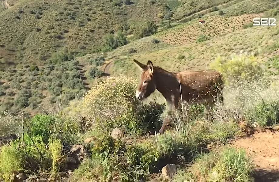 Видео: Невероятное послекарантинное воссоединение человека и его ослика