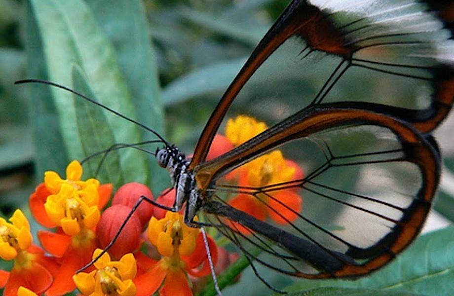 Видео: 10 самых невероятных бабочек планеты