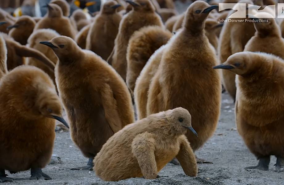 Видео: Станет ли птенец-робот новой жертвой гигантского буревестника Видео: Станет ли птенец-робот новой жертвой гигантского буревестника