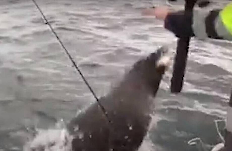 Видео: Коварный тюлень затаился возле лодки и лишил рыбака улова 