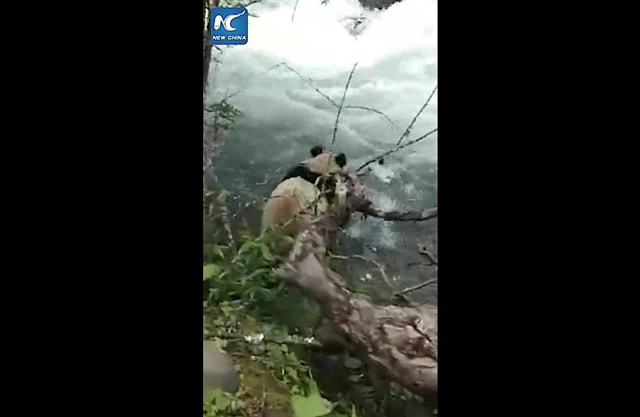 Видео: Большая панда захотела гидромассаж и устроила сплав по полноводной реке