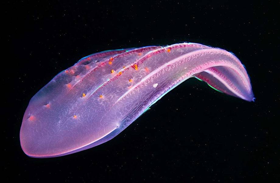Морской биолог из России снимает удивительных малоизвестных морских существ 