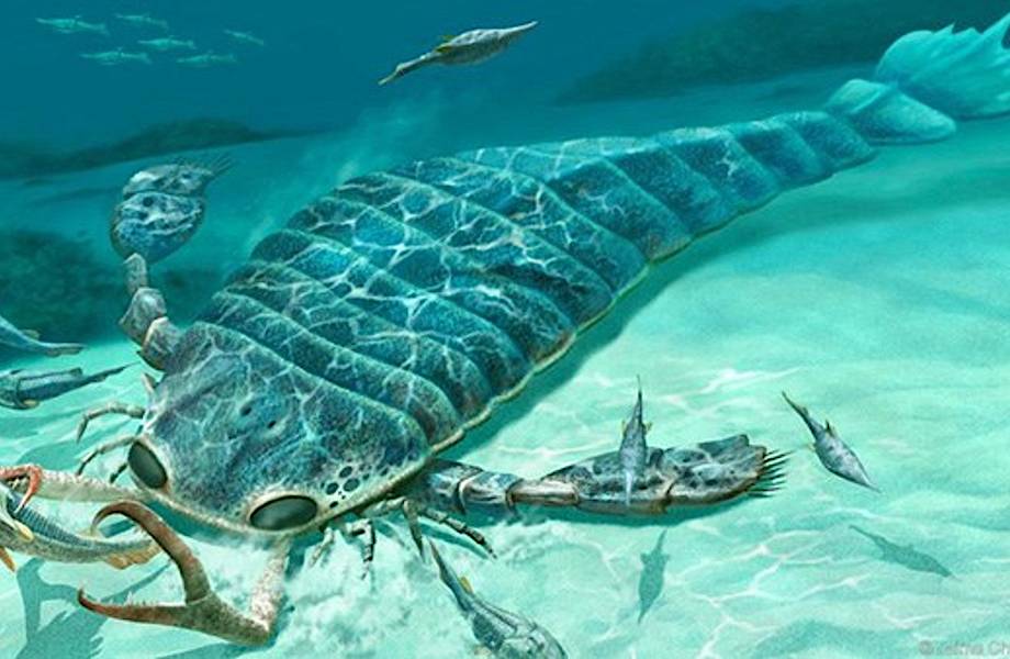Необычный мир прошлого: морские скорпионы размером с человека 