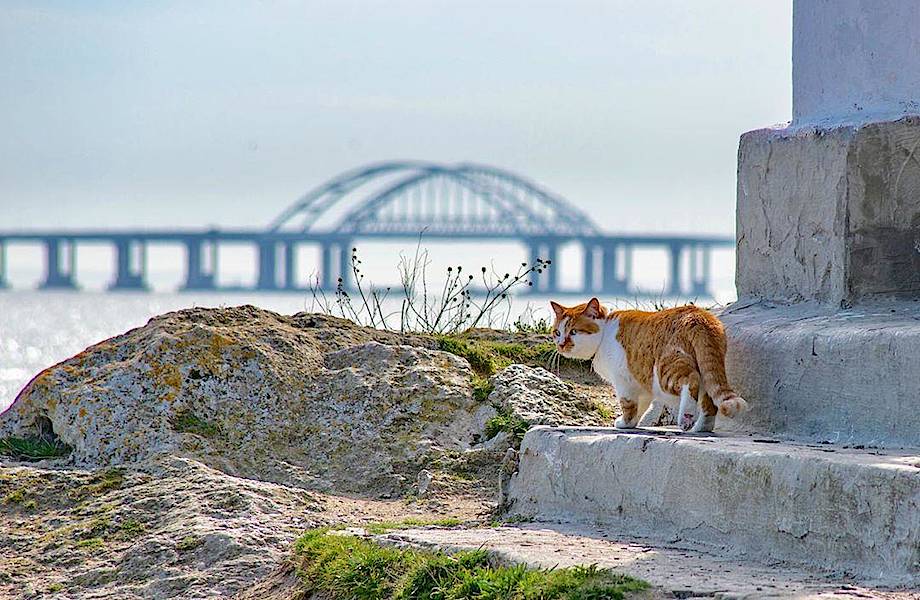 Кот Мостик, проработавший на Крымском мосту четыре года, стал журналистом