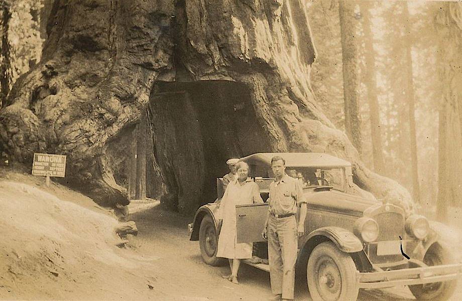 История в фотографиях: туннель сквозь гигантское дерево