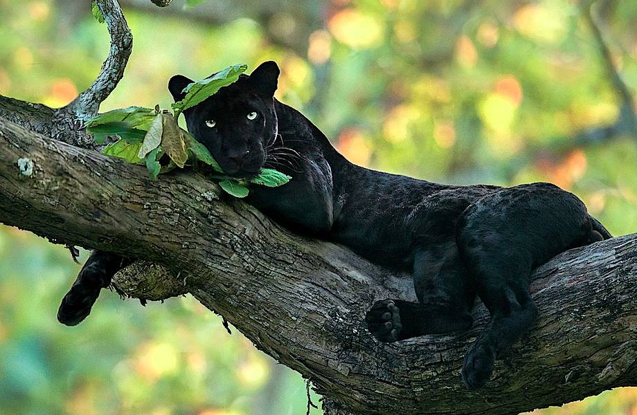 Лучшие фотографы дикой природы объединились, чтобы собрать $250 000 для парков Африки