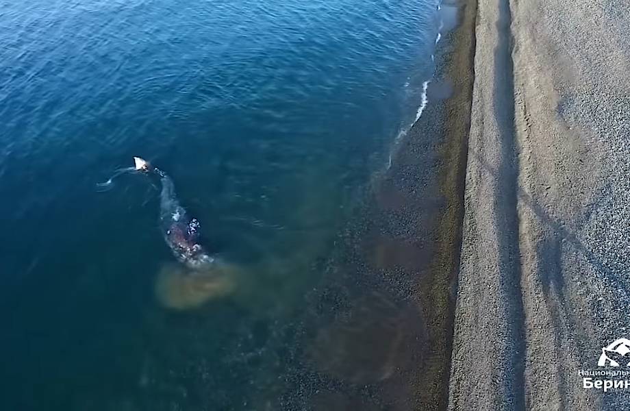 Видео: Серый кит с наслаждением ест и трется о камни у мыса Чаплина