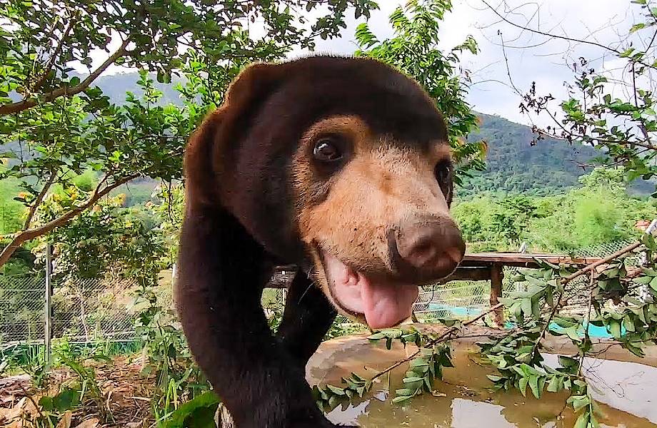 Видео: 14 причин, почему солнечный медведь должен стать нашим любимым животным Видео: 14 причин, почему солнечный медведь должен стать нашим любимым животным