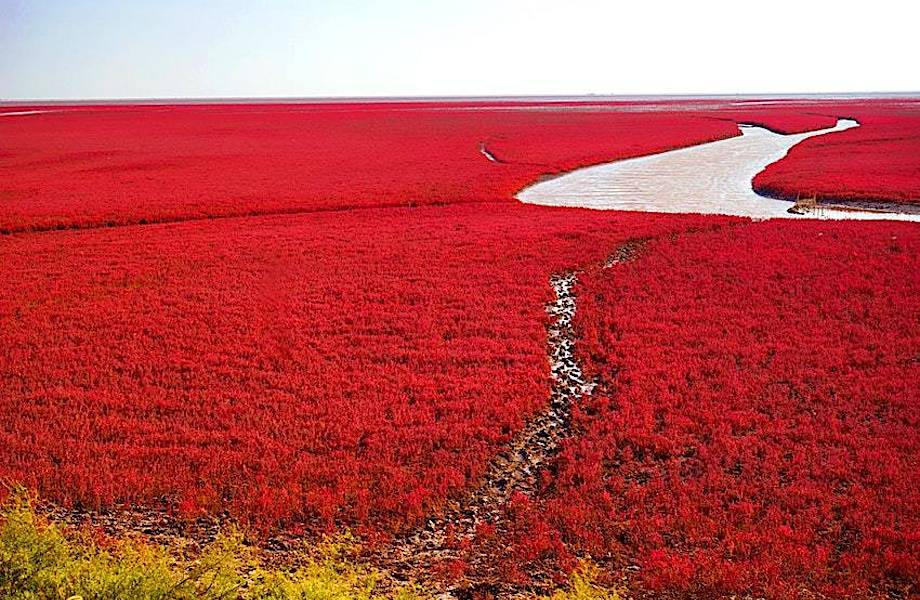 Новая локация для Instagram: в Китае пляж начал цвести и стал красным