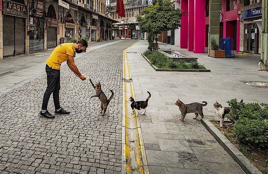 15 уморительных снимков домашних питомцев, номинированных на Comedy Pet Photo Awards