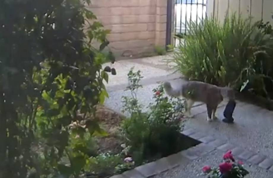 Люди сняли на видео своего кота-клептомана, который тащит в дом всё, что плохо лежит