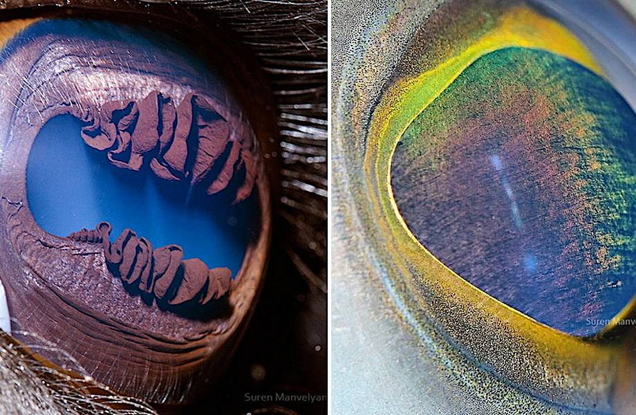 Фотограф делает уникальные снимки глаз животных, чтобы показать, насколько они разные