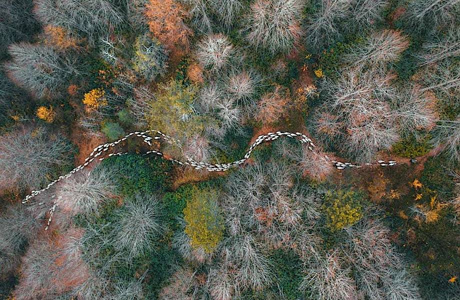 19 лучших снимков 2020 года, которые сделаны с высоты птичьего полета