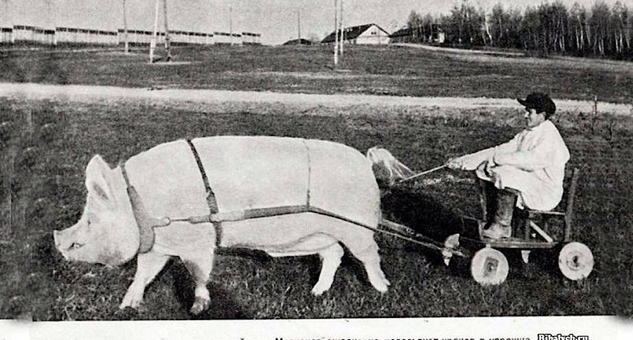 Фото дня: для укрепления здоровья свиньи в 1930-е годы могли на ней покататься