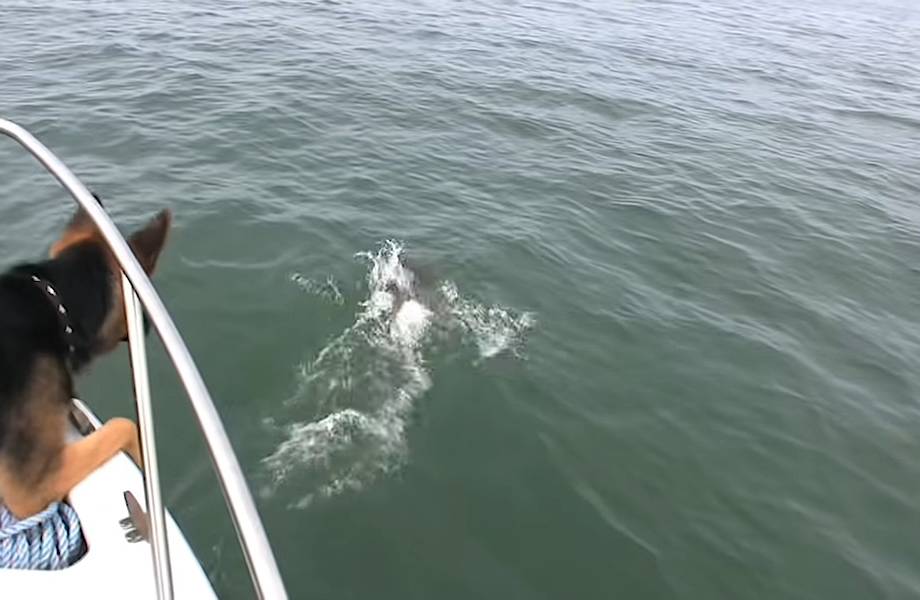 Видео: Собака пытается запрыгнуть на дельфина Видео: Собака пытается запрыгнуть на дельфина