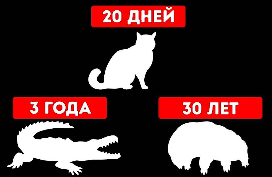 Дни, месяцы, годы — как долго животные могут прожить без еды