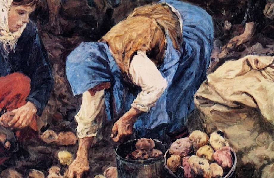 Правда ли, что Петр I картошку в Россию не привозил, а крестьяне сначала ее ненавидели