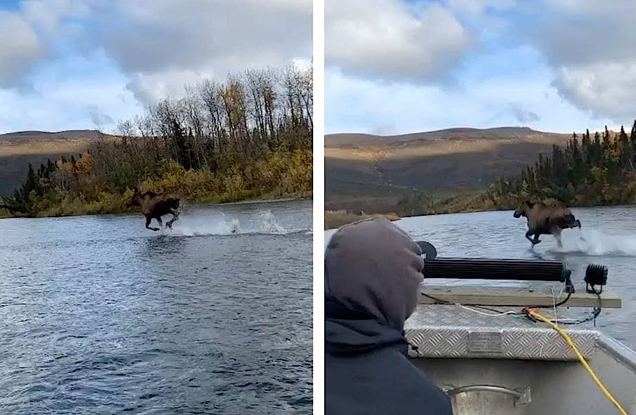 Видео: Лось пробежал прямо по поверхности реки и не утонул — в чем же фокус