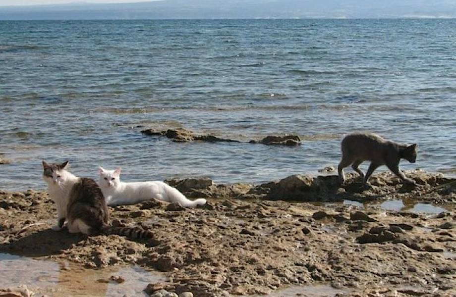 В Италии даже коты любят море: как кошачий пляж стал достопримечательностью