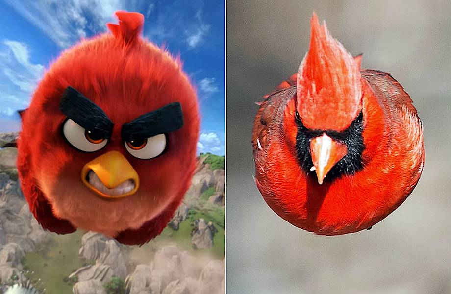 Птица из Angry Birds реально существует, и она еще более отчаянная и бесстрашная