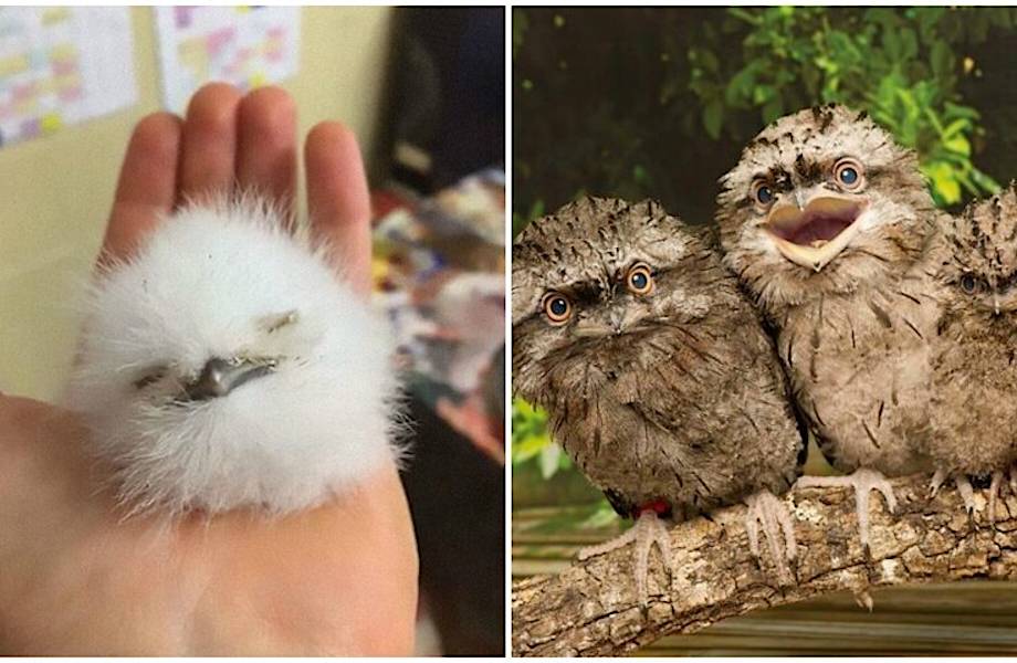 12 фото очаровательных птенцов лягушкорота