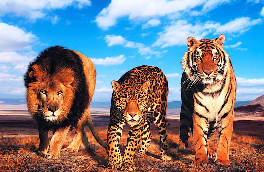 Видео: Как мяукают разные большие кошки